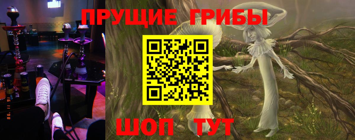 Галлюциногенные грибы Psilocybe Гатчина